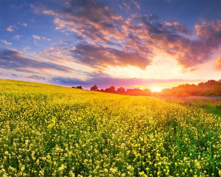 https://www.latiendadelaspegatinas.com/uploads/fotomurales-decorativos-paisajes-FM-pai-0008-paisaje-florido-BASE_16fb7.jpg